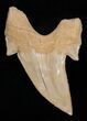 Inch Otodus Fossil Shark Tooth #2224-1